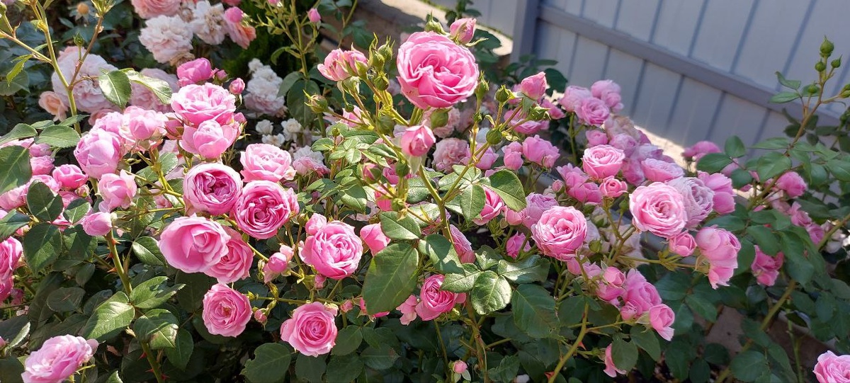 Роза Помпонелла.