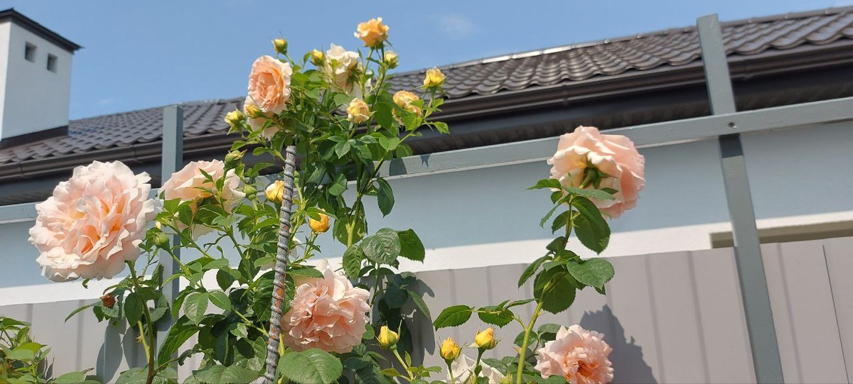 Плетистая роза Полька.