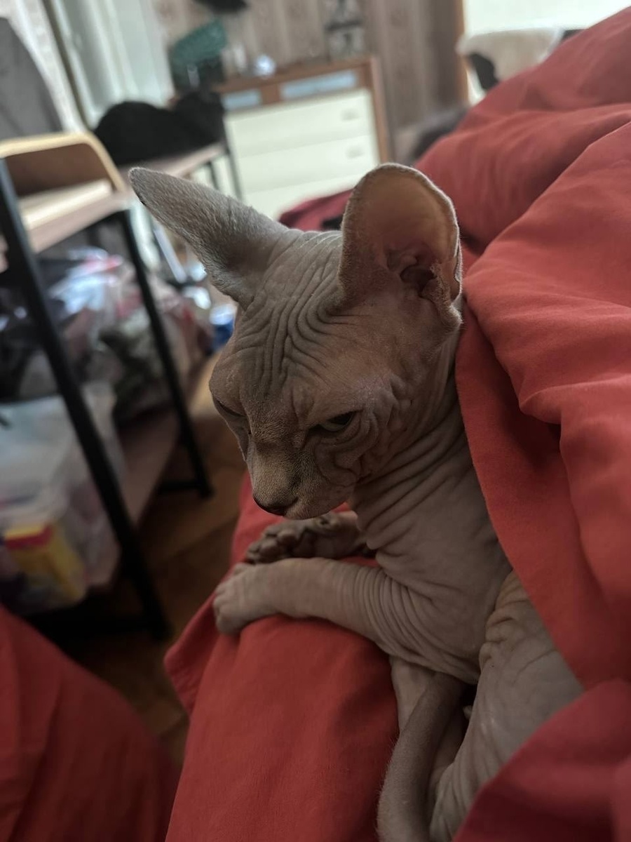 ЖЭК, холод и кот