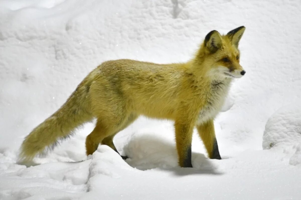    Лиса второй день гуляет у трамвайного депо в Томске