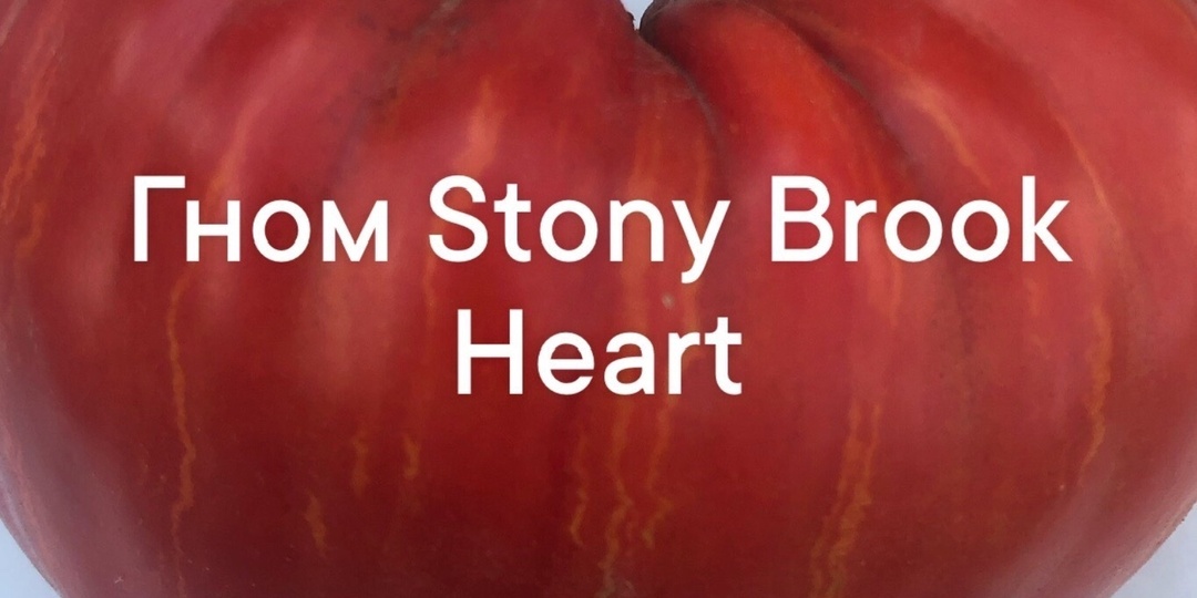 Серия томатов Гномы