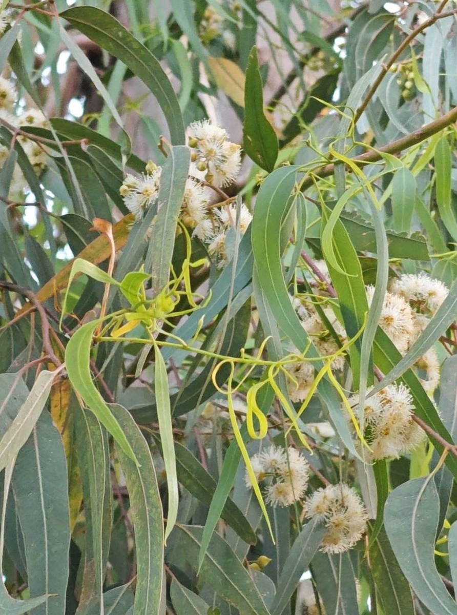 Видите эти молоденькие листочки?