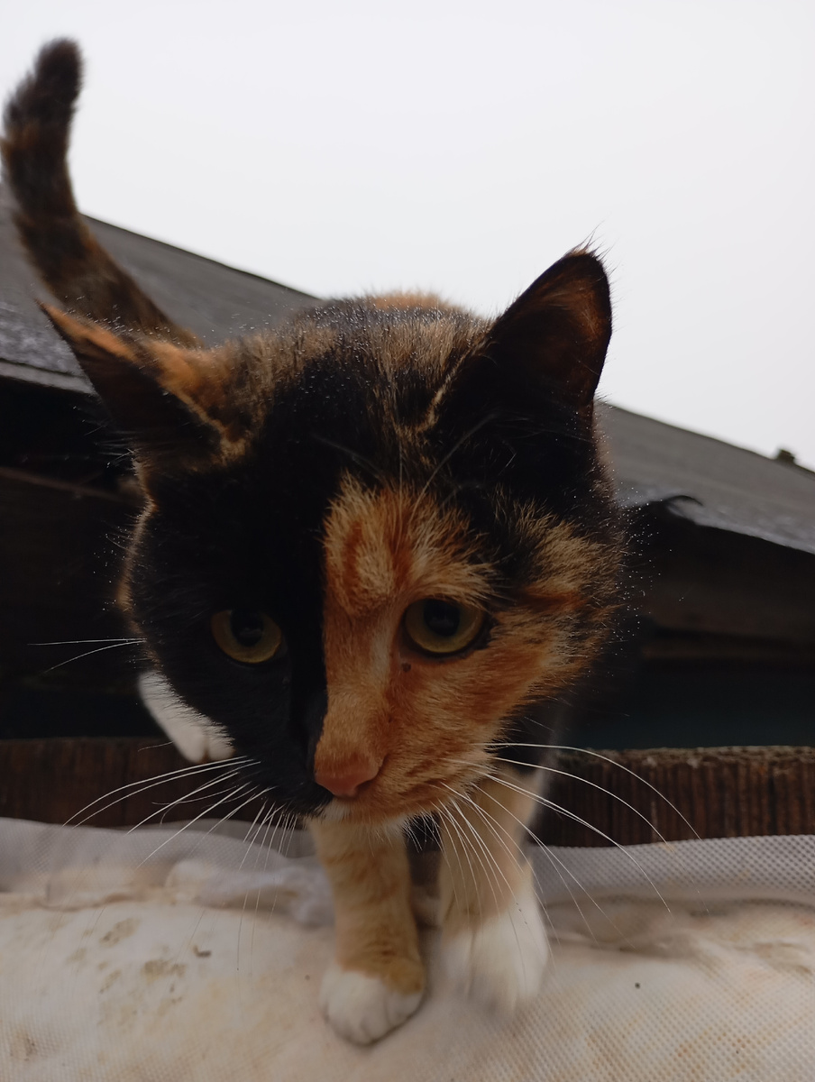 Главная мышеловка Булька