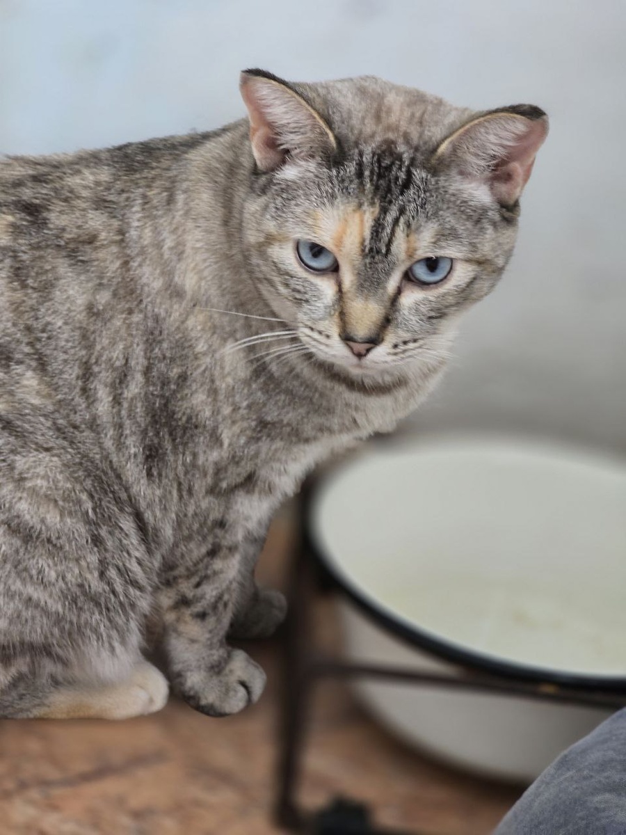 голубоглазая красавица готовится к вечеринке