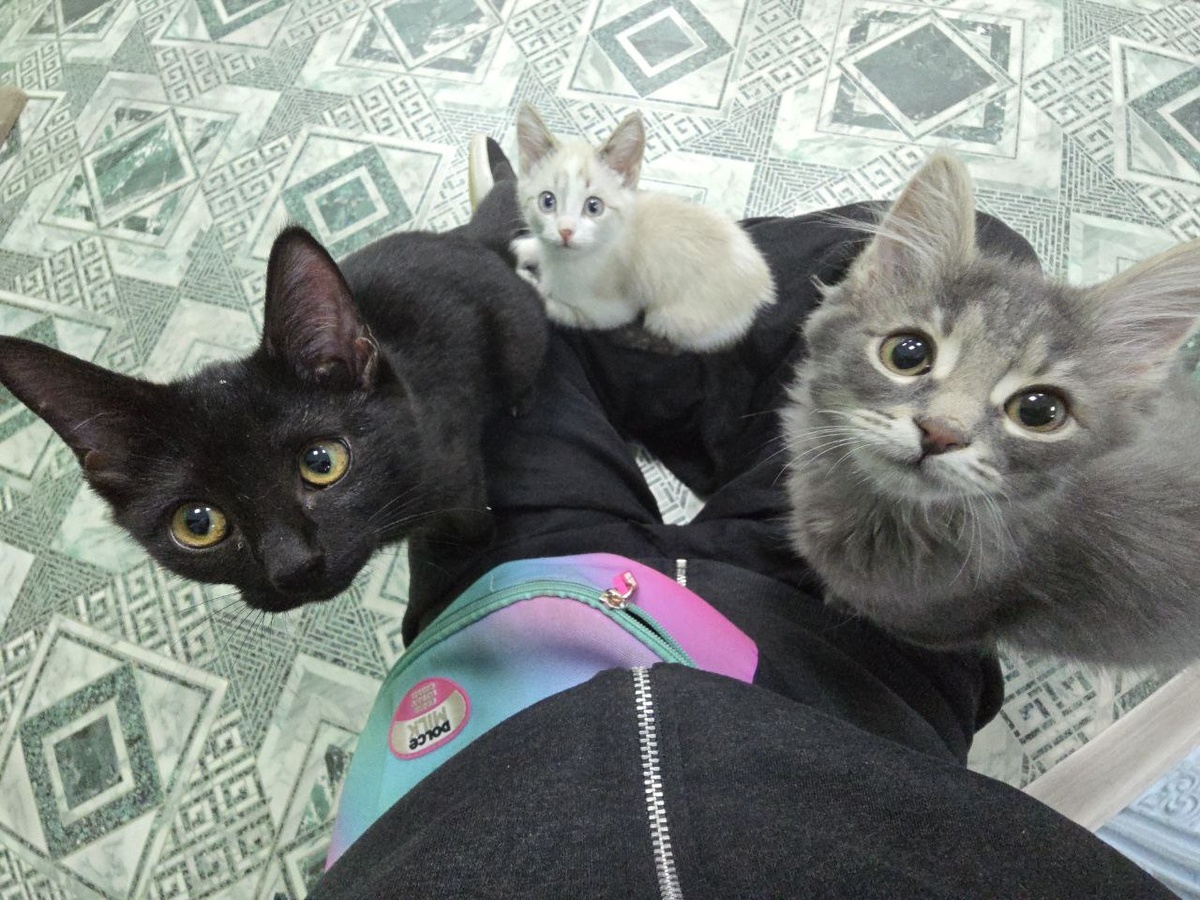 трио готовит развлекательную программу