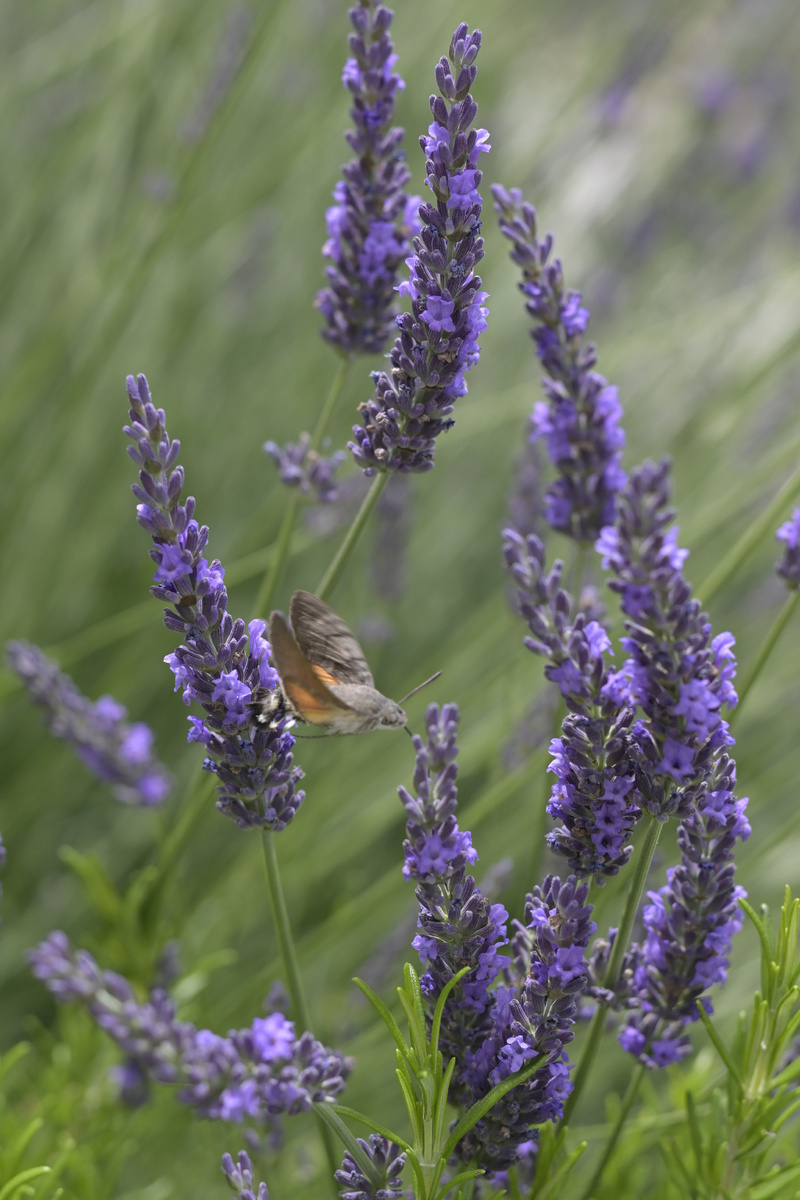 Попал в объектив мне этим летом вот такой Лавандин