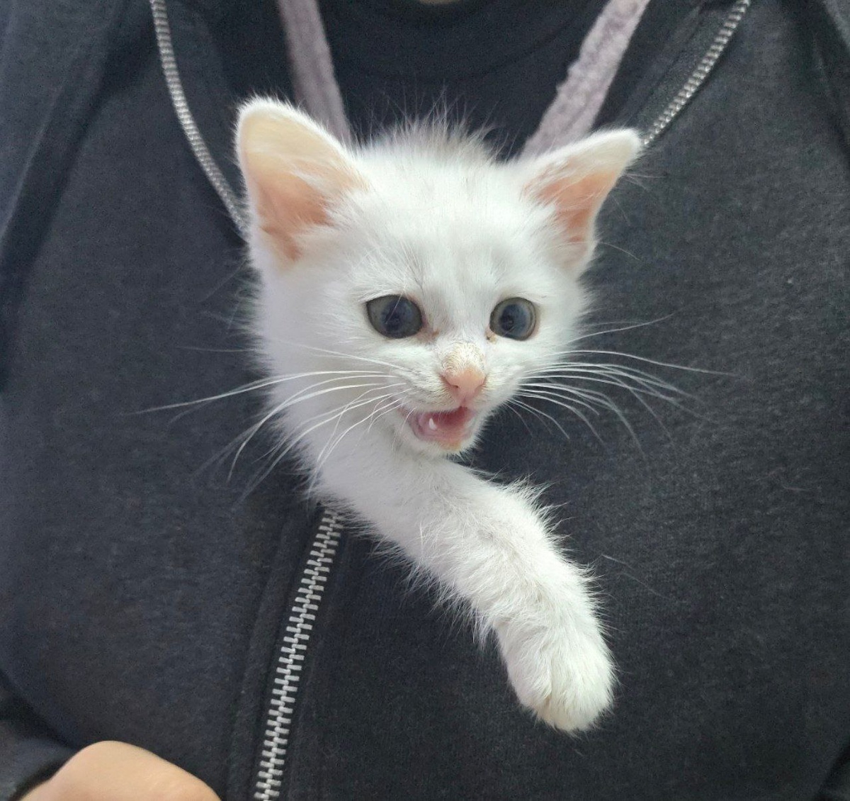 белый котёнок с розовым носиком мяукает