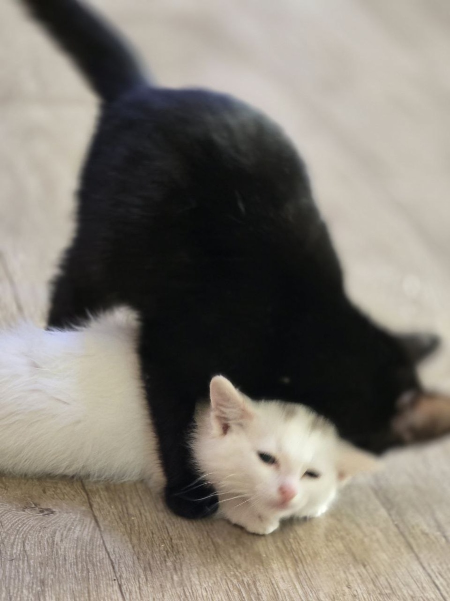 чёрно-белый котёнок мирно дремлет рядом