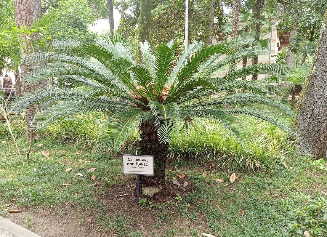 Территория пансионата "Айтар".  Абхазия-2025