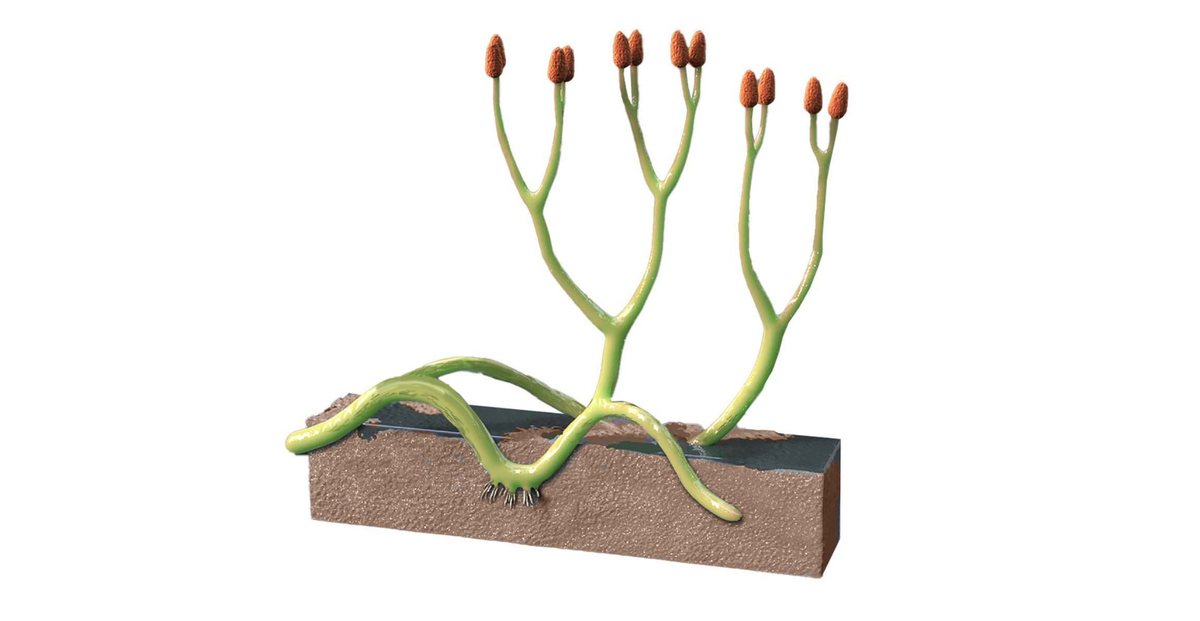 Новый вид гриба,  Rugosomyces lavoisieriae , произрастает в надземной части древнего растения Aglaophyton majus . Адаптировано из © Victor O Leshyk