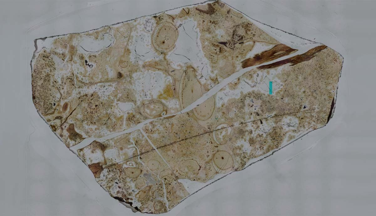 Породу кремнистого сланца Уиндифилд традиционно изучают, разрезая на тонкие срезы для микроскопии. © Гарет Эванс