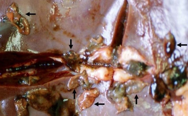    Фото: CIAM-AGACAL