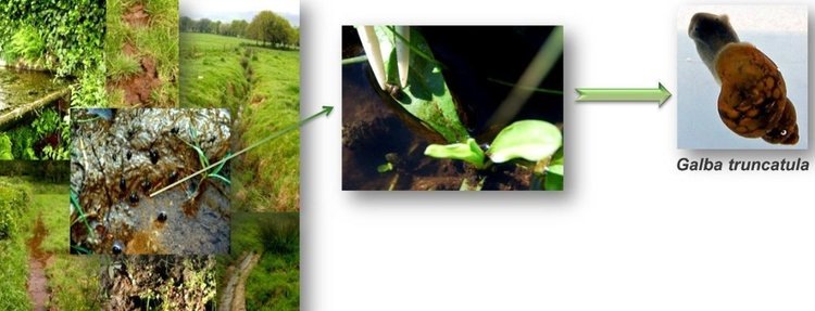 Фото: CIAM-AGACAL.📷    Борьба с фасциолезом КРС через молоко
