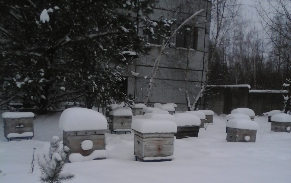 Вид зимней пасеки