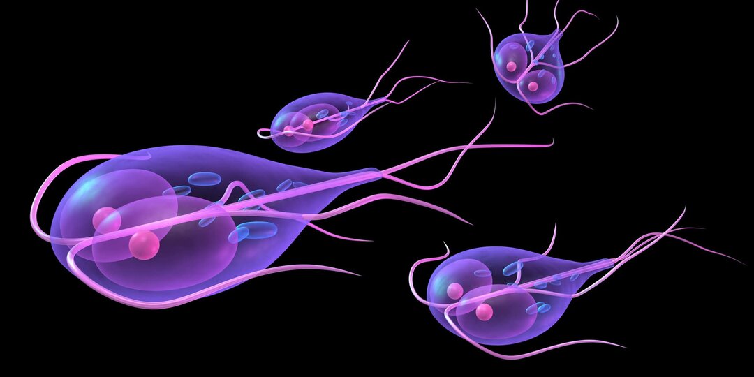 Невидимые незваные гости: что нужно знать о лямблиях и как с ними справиться