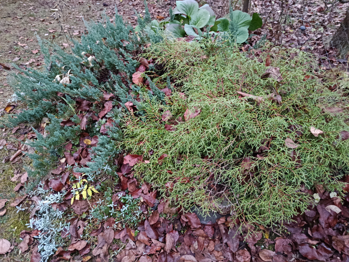 Туя справа, можжевельник слева