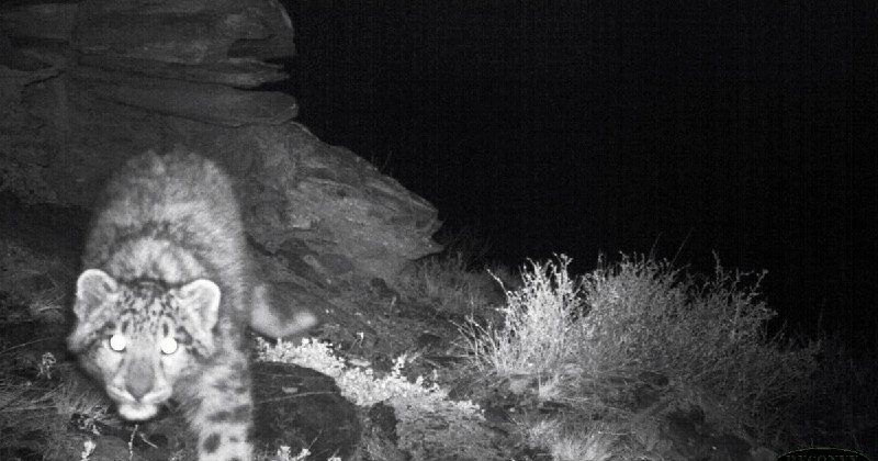 Фото пресс-службы Саяно-Шушенского заповедника