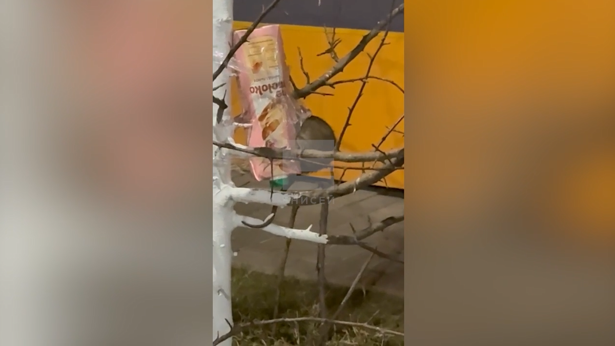     Крыса оккупировала птичью кормушку в Красноярске