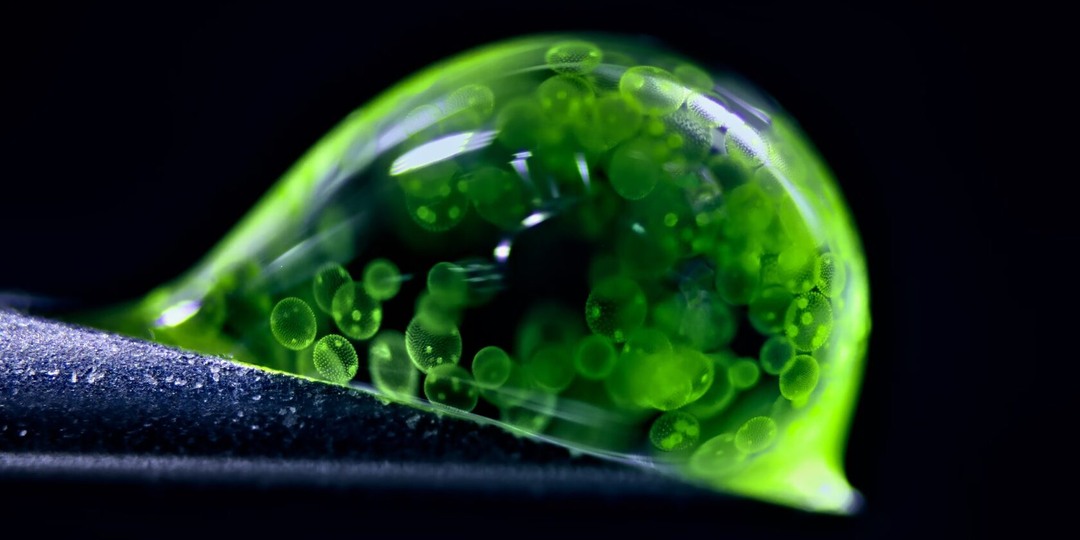 Победители Nikon Small World. Лучшие микрофото года