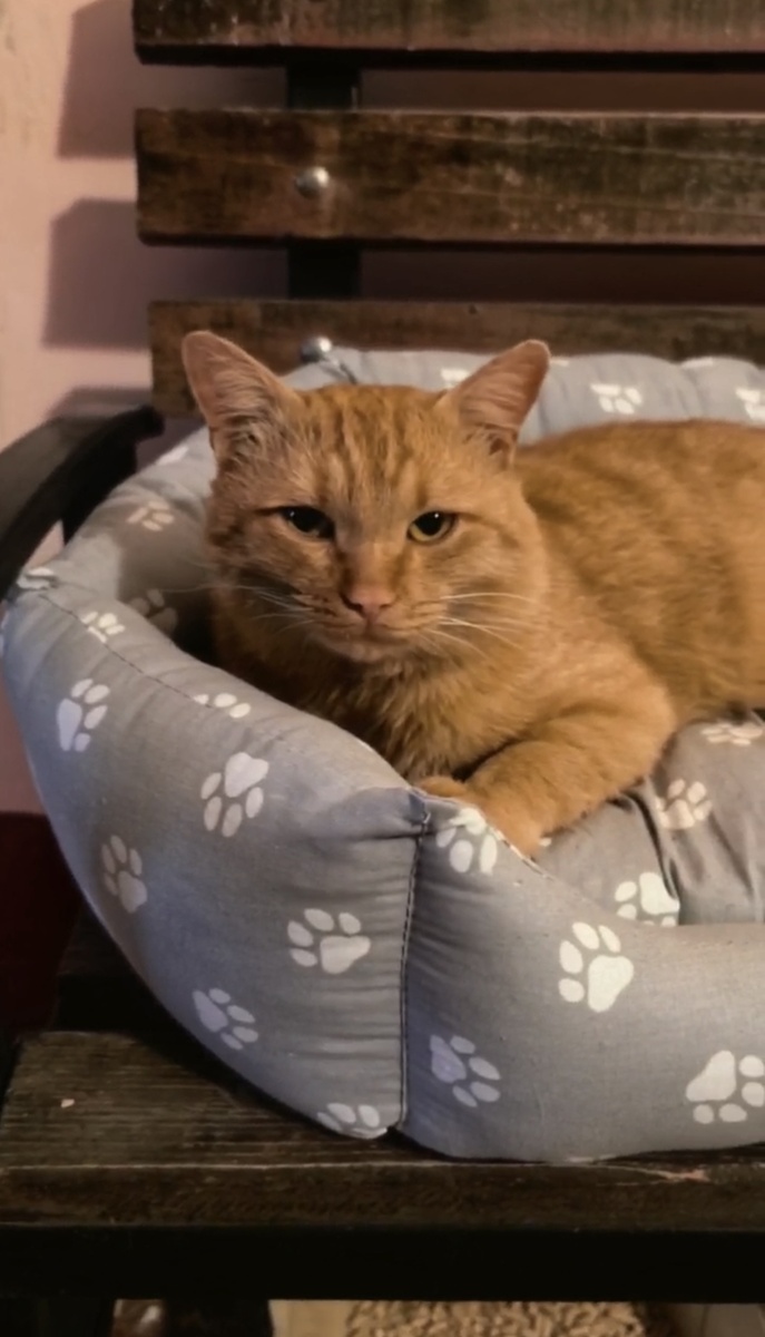 Мистер рыжий кот. Фото из архива автора