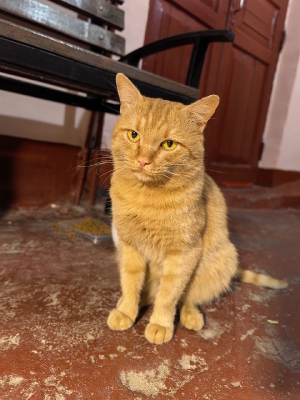 Кот не здешний, а ведь явно домашний. Фото из архива автора