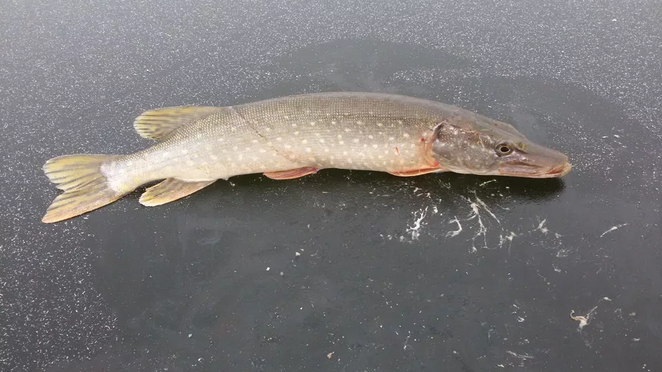 Щука по первому льду: Агрессивная ловля в первые дни ледостава