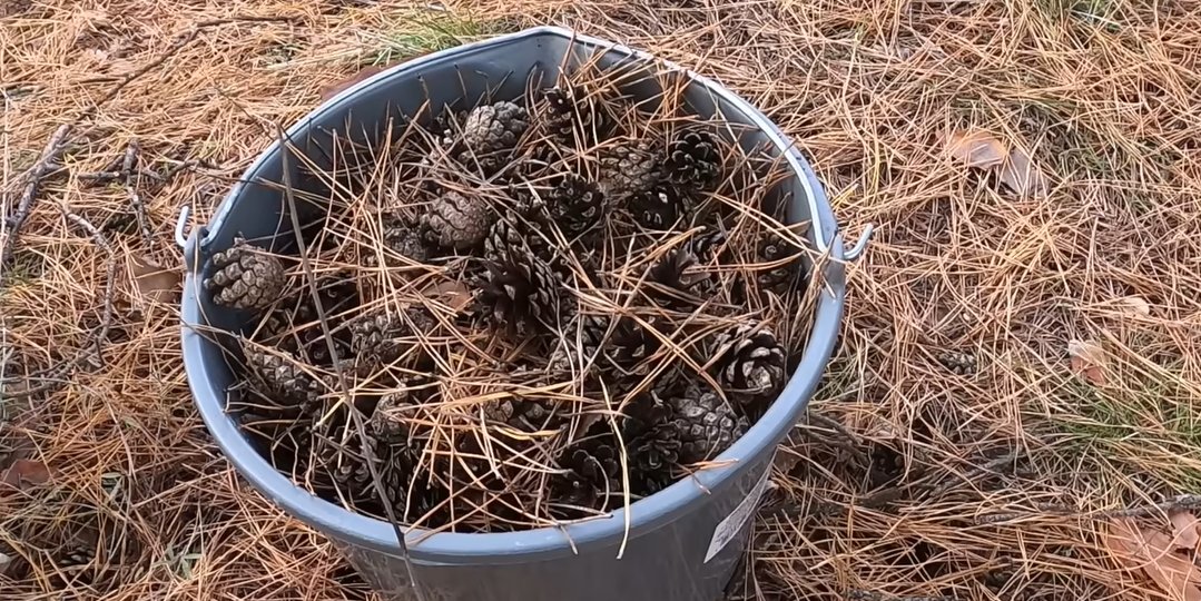 Бесплатный эликсир для вашего сада. Что я нашла в ближайшем лесу...