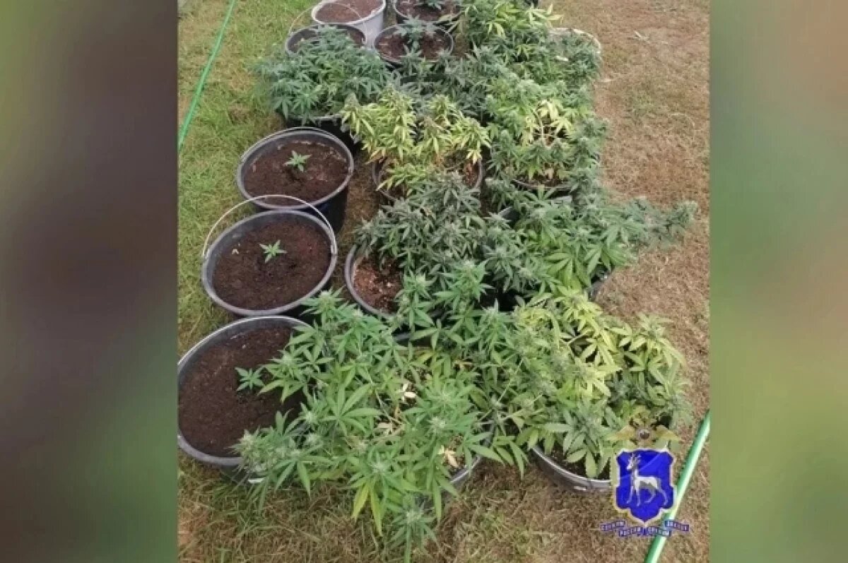    Самарский фитнес-тренер устроил в гараже весёлую плантацию