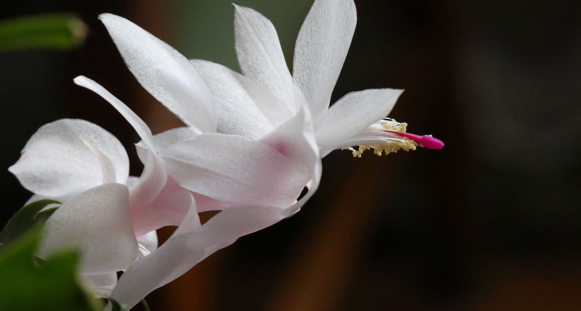    Уход за декабристом осенью-зимой для пышного цветения: простые, но рабочие действия