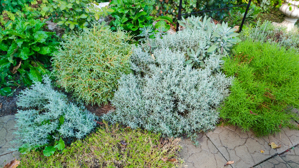 Август 2025 г. Вот она среди сантолин и они уже начинают толкаться.