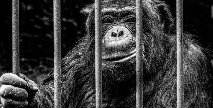 Пожизненные сидельцы к подобным новостям относятся по-философски /Фото: pxhere.com