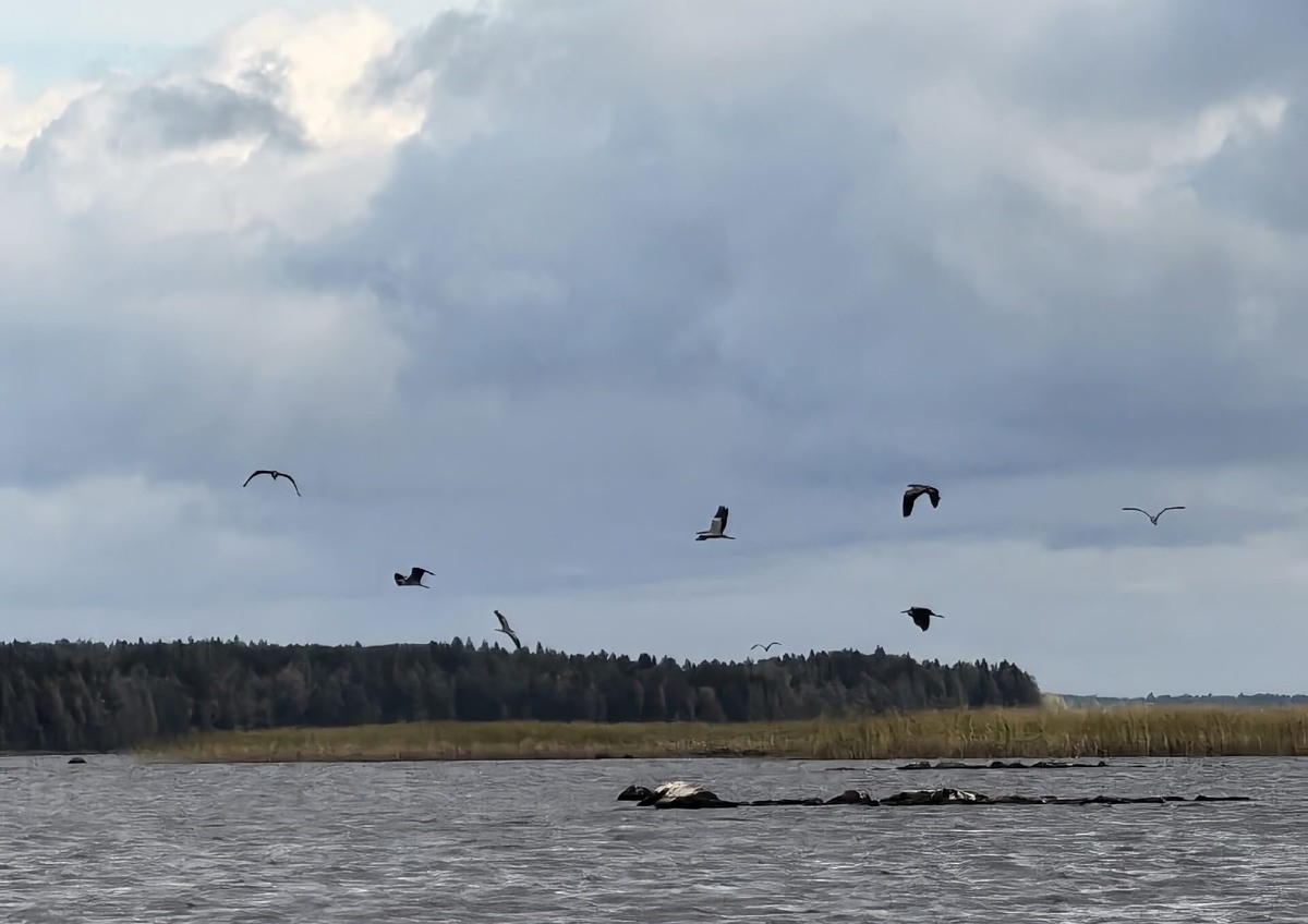    Фото: нацпарк «Водлозерский»