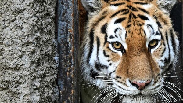    © Sputnik / Илья Наймушин