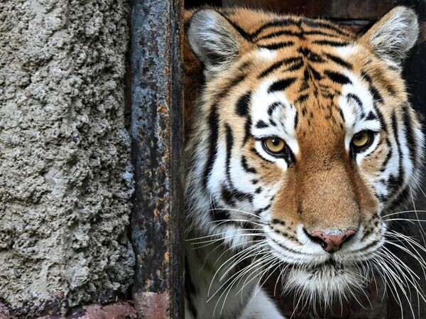 Краснокнижные амурские тигры из Приморья поедут в Казахстан