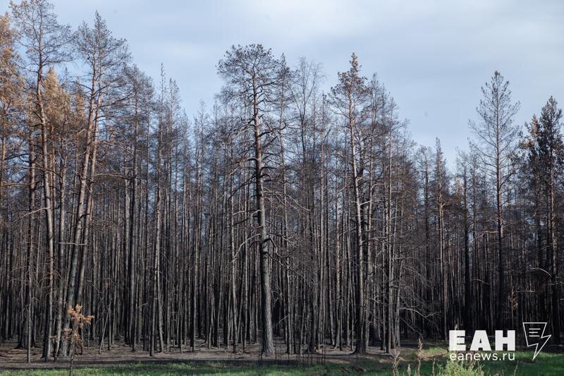    Сухостой после пожара