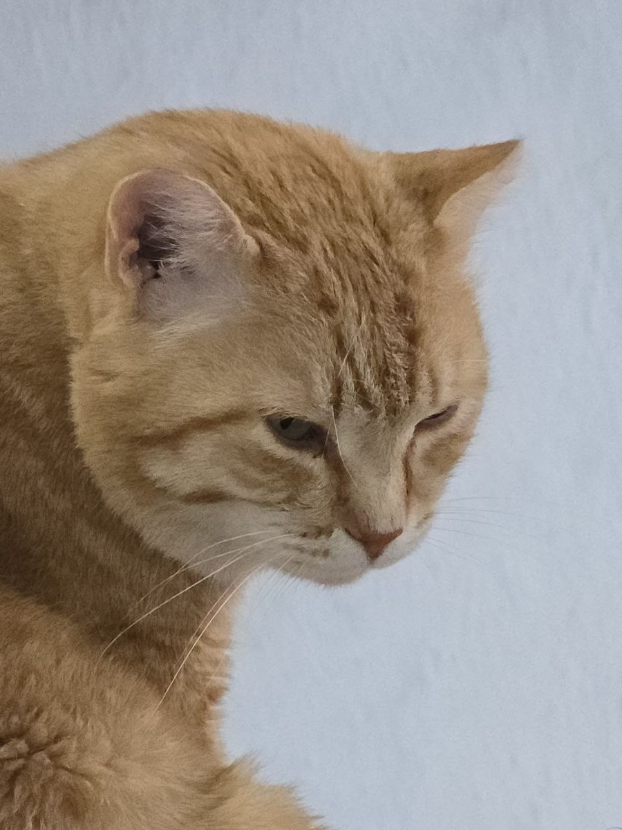 потухший взгляд зимней печали