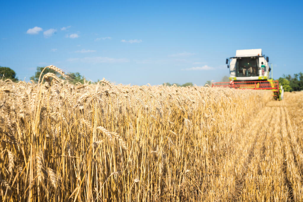    Combine harvester working in the wheat field. Журналист
