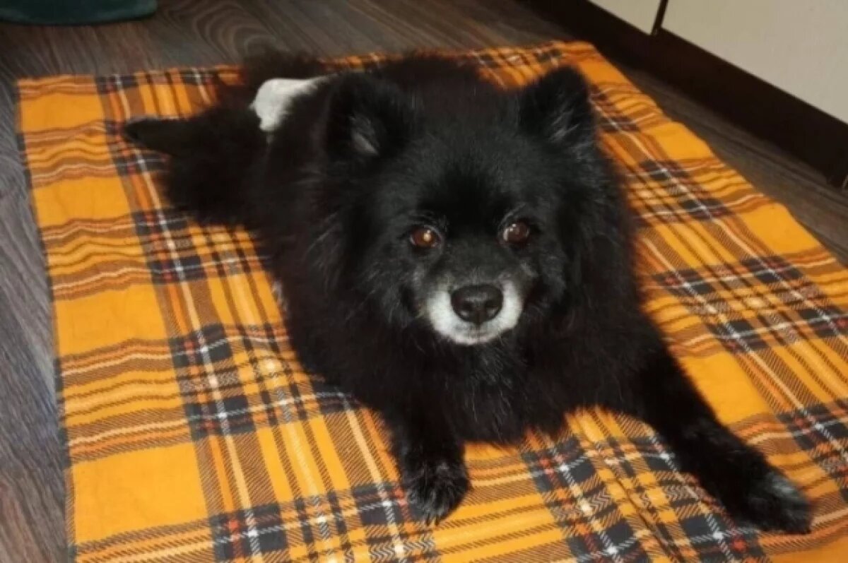    Шпиц Мишка после травмы может остаться инвалидом