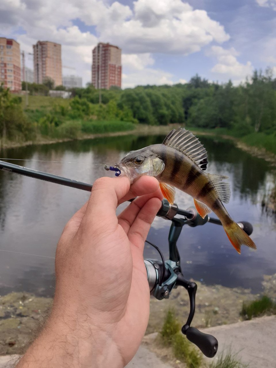 Найду рыбу в любой луже