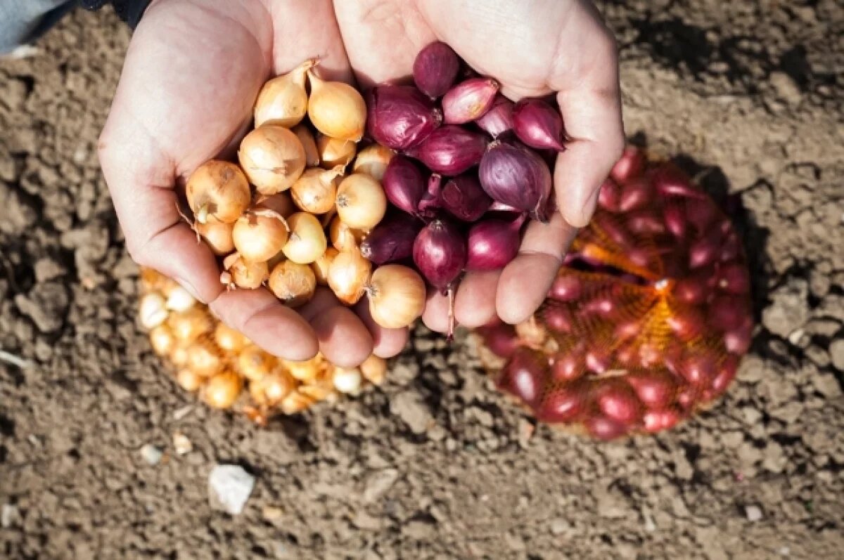    Для подзимней посадки подходят специальные озимые сорта и гибриды, которые генетически предрасположены к укоренению осенью и успешной перезимовке.