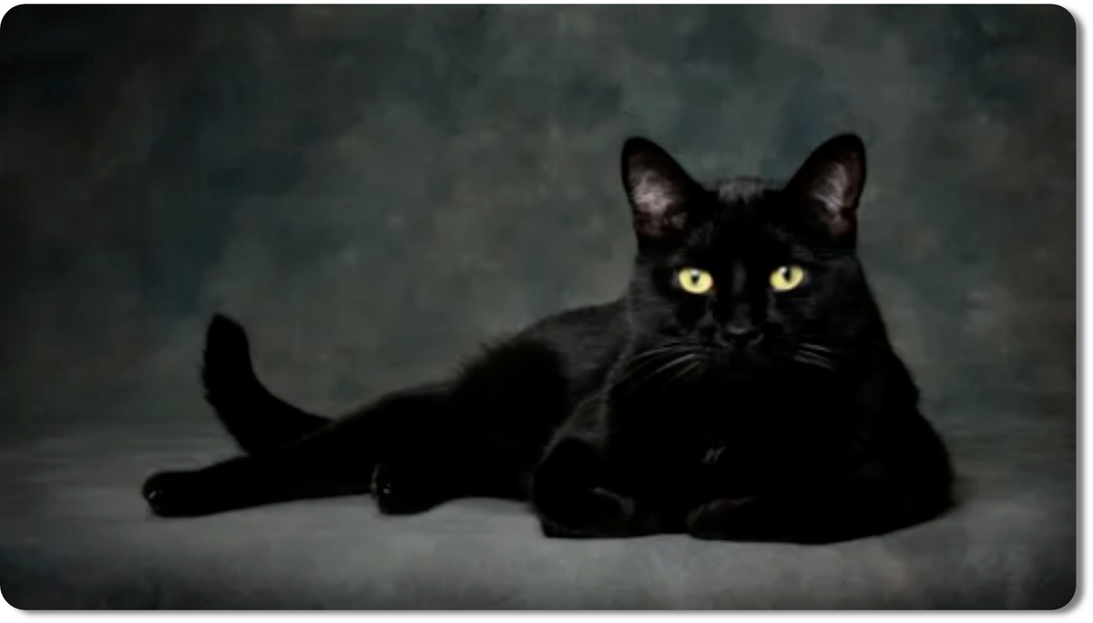 черный кот - один из самых загадочных и противоречивых символов в мире животных
