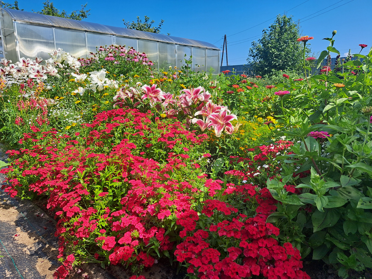 ЯРКИЕ ОДНОЛЕТНИКИ – БУЙСТВО КРАСОК И ФАКТУР