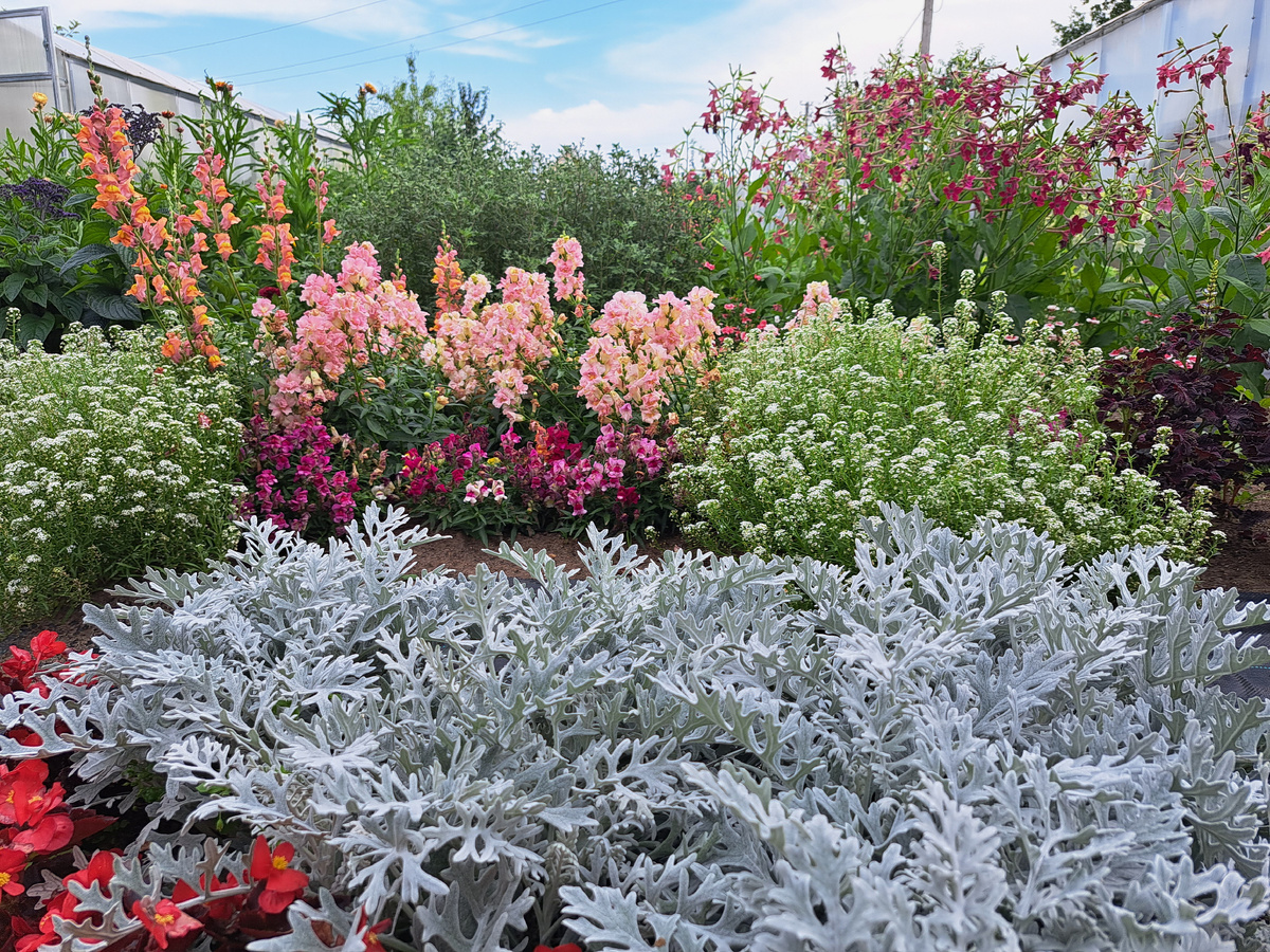 ЯРКИЕ ОДНОЛЕТНИКИ – БУЙСТВО КРАСОК И ФАКТУР