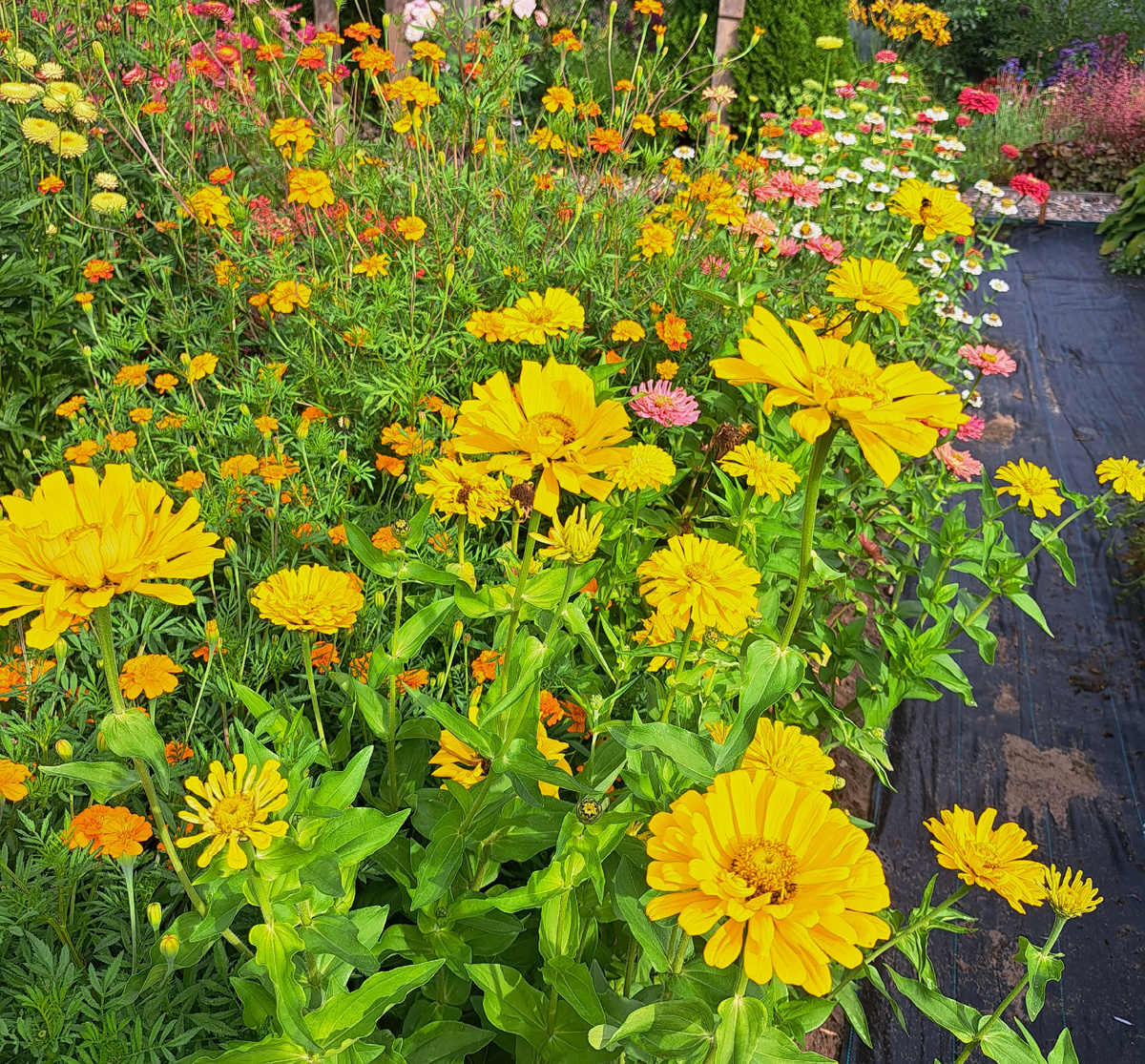 ЯРКИЕ ОДНОЛЕТНИКИ – БУЙСТВО КРАСОК И ФАКТУР