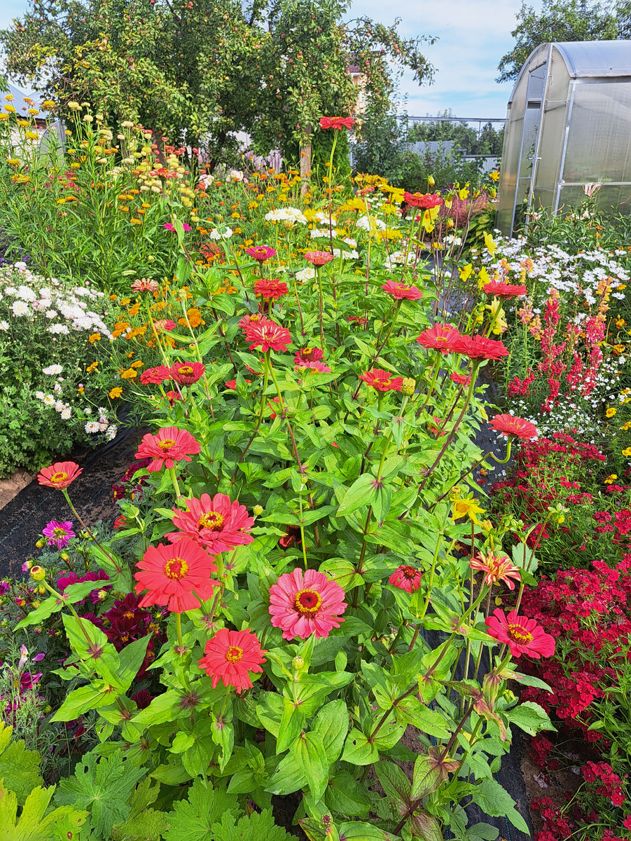 Яркая красотка Цинния