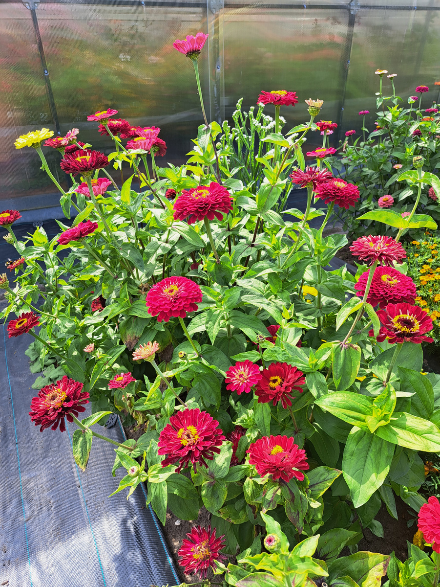 Яркая красотка Цинния