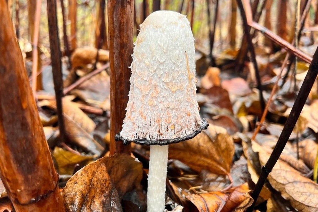    Фото © Пресс-служба национального парка «Лосиный Остров»