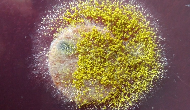 Грибок Aspergillus flavus.