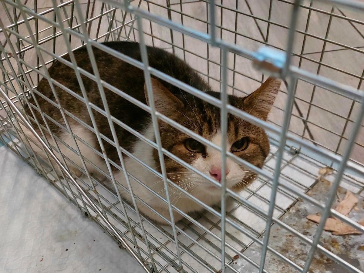 Клетка кота не испугала. Он хотел поскорее проститься с уличной жизнью