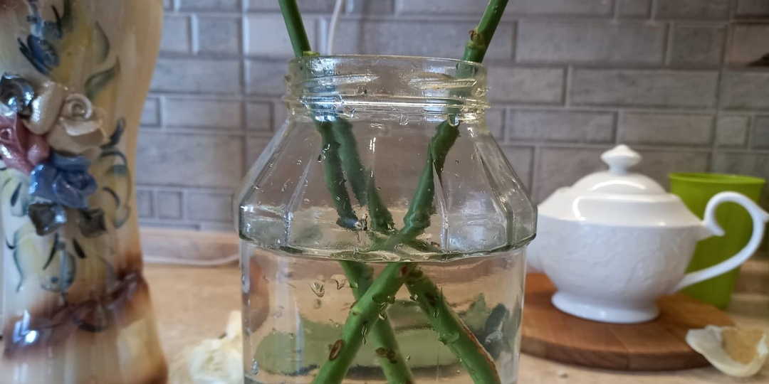 Проращиваю розы дома за 3 недели без химии. Корневин погубил 80% черенков